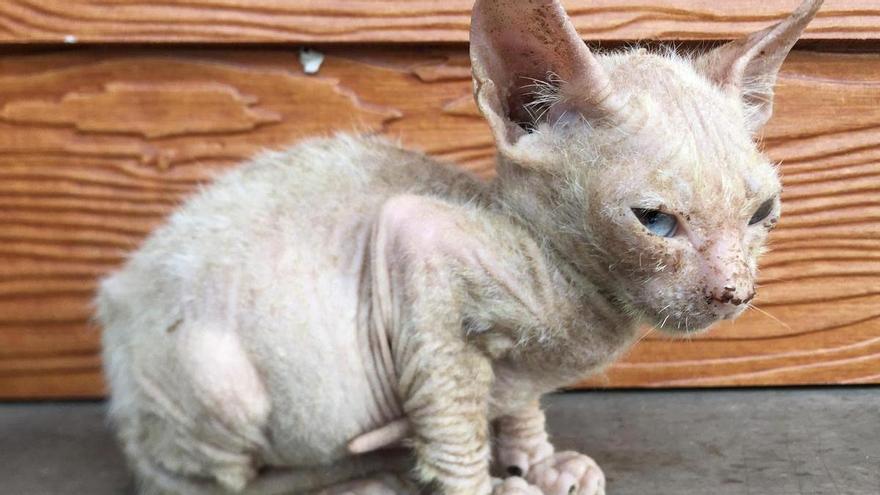 Cuando el pelo desaparece: por qué los gatos tienen calvas en la piel