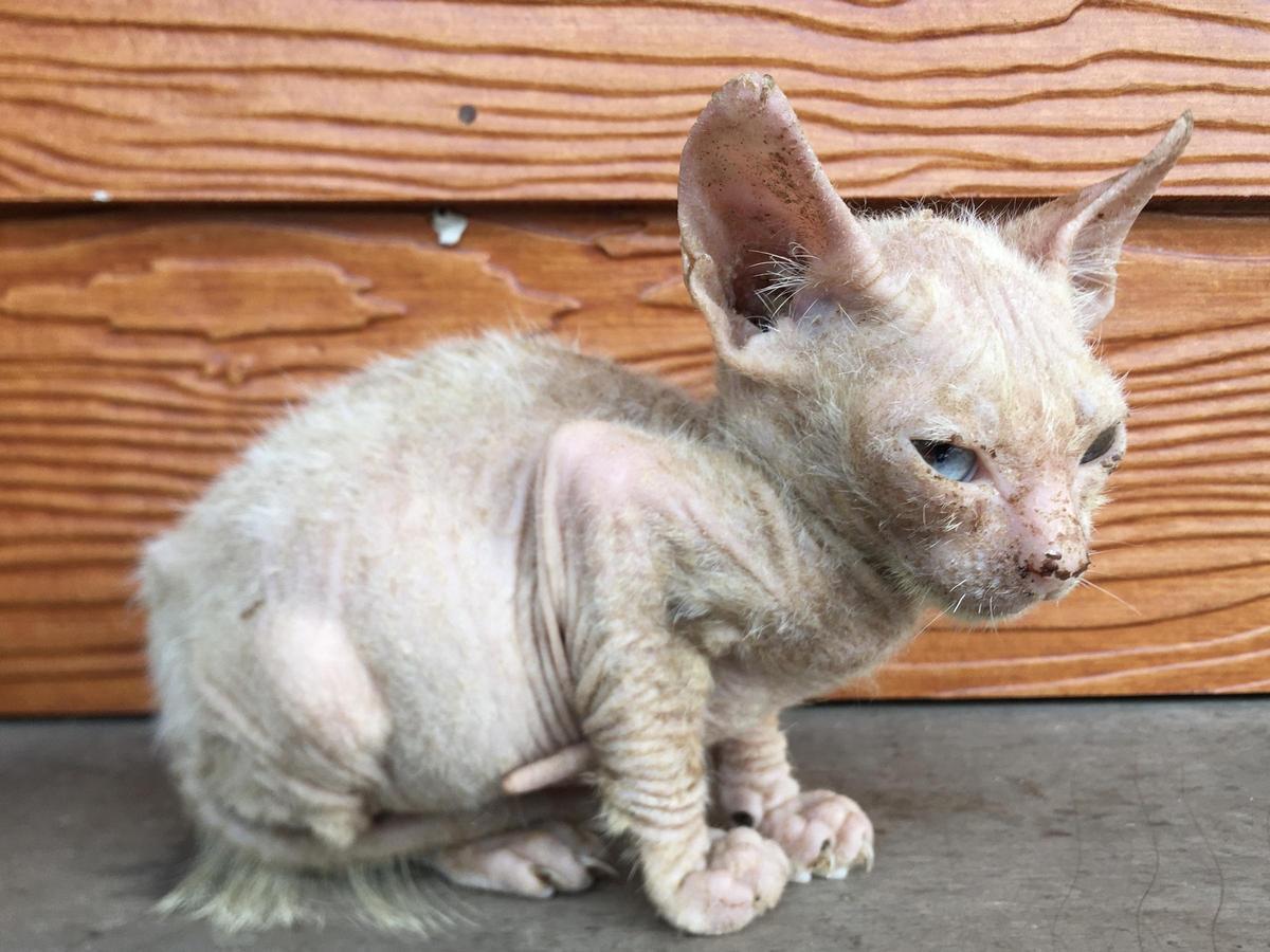 ¿Por qué los gatos sufren alopecia?