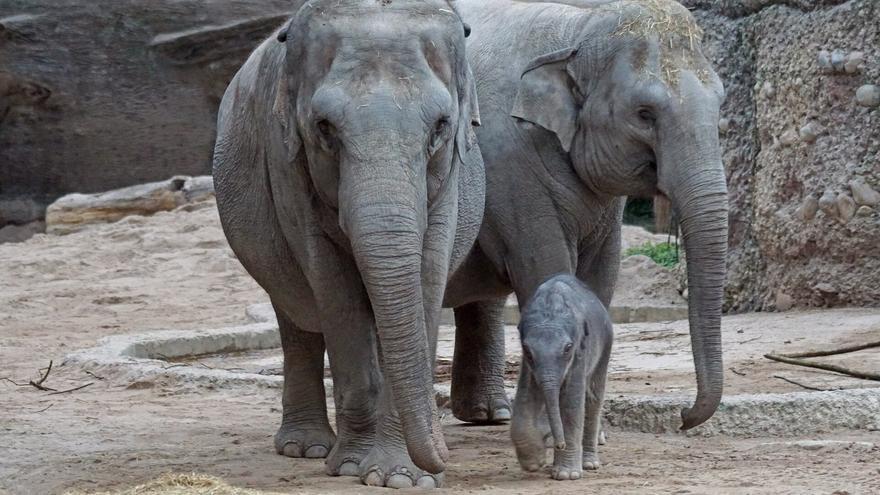 La destrucción de sus hábitats acorrala al elefante asiático: sólo quedan 50.000