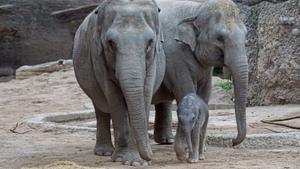La destrucción de sus hábitats acorrala al elefante asiático