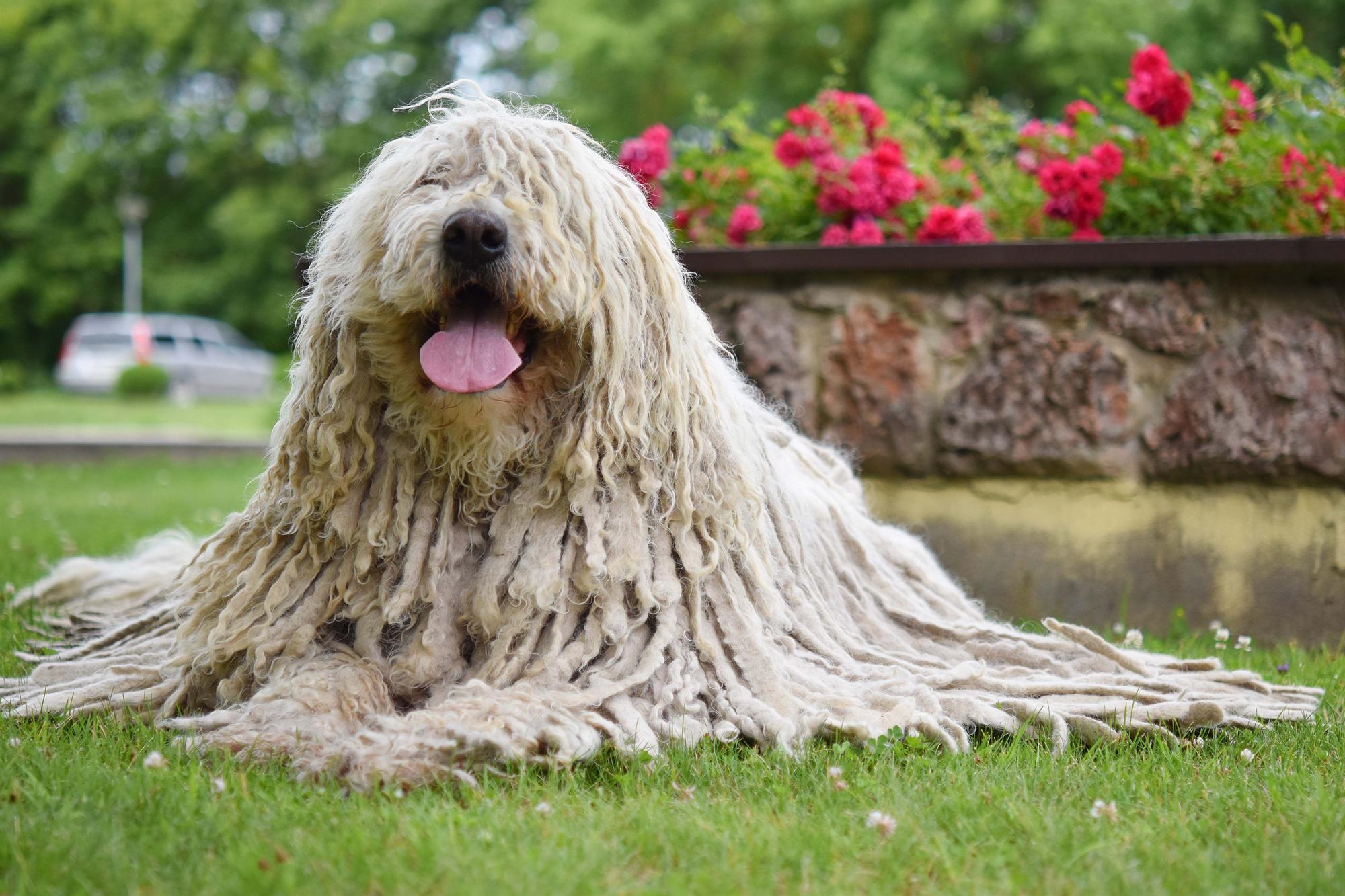 Razas raras de perro: Komondor