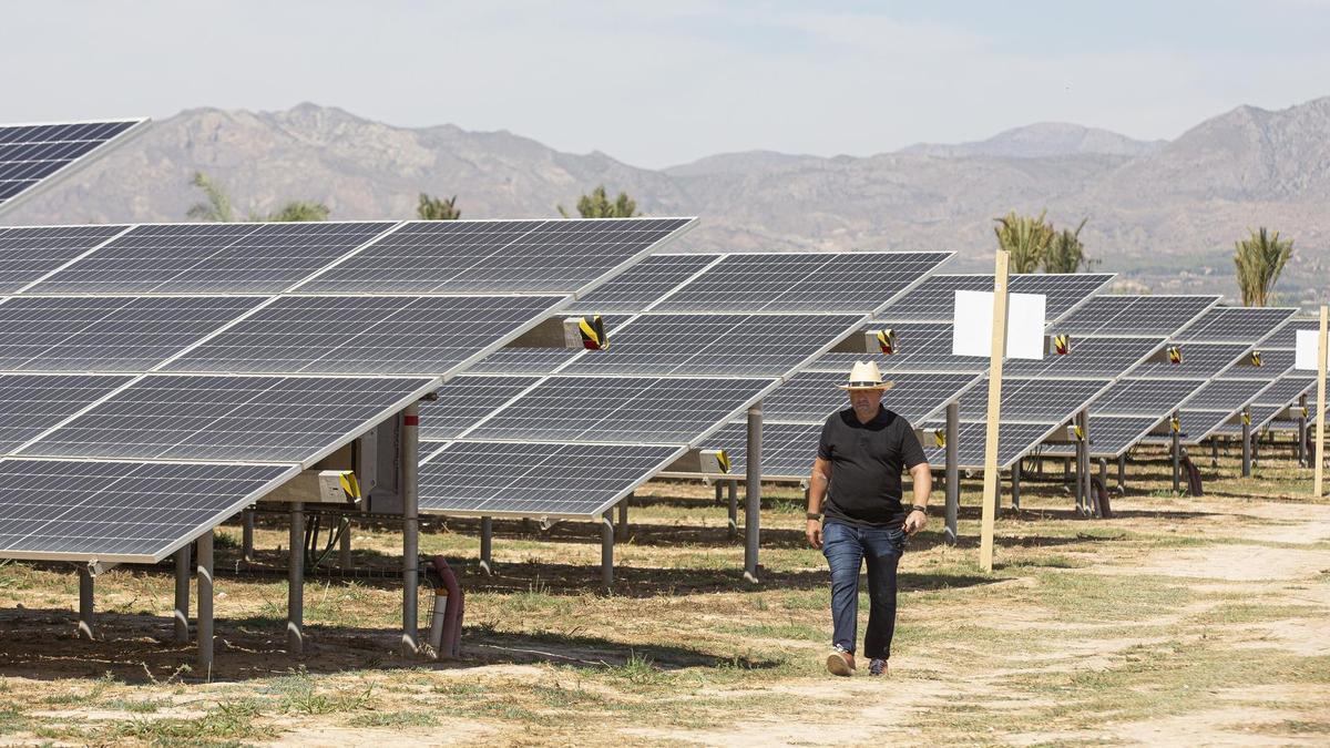 La planta solar ocuparía más de 6 hectáreas de suelo agrícola de Albatera