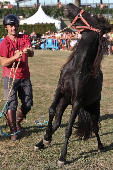 Día del Asturcón en las fiestas del Centro Asturiano