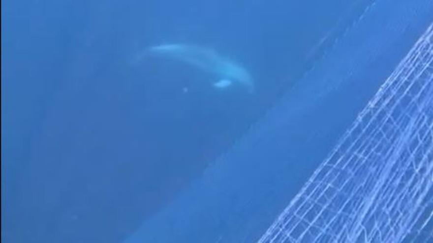Buceadores de Mallorca denuncian una red que atrapa y mata a delfines en la reserva marina de El Toro