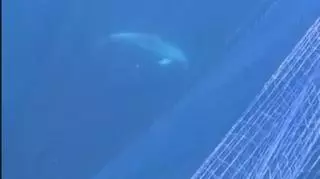 Buceadores de Mallorca denuncian una red que atrapa a delfines en la reserva marina de El Toro, provocando la muerte de algunos ejemplares