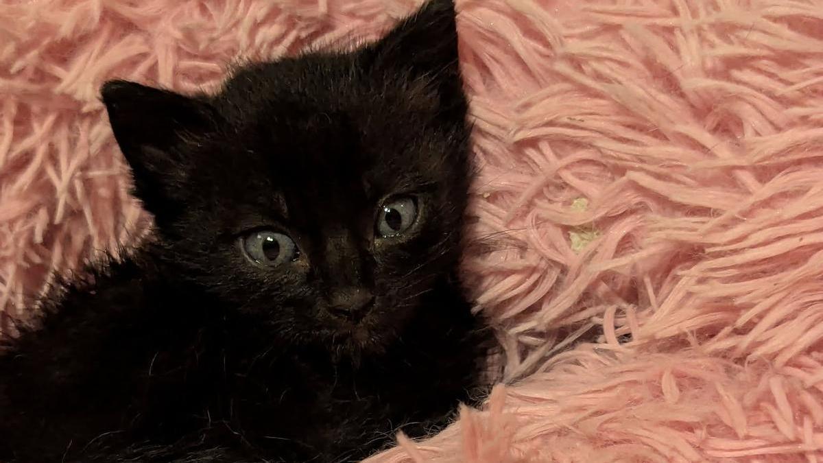 Uno de los numerosos gatos salvados por Difusión Felina en Pontevedra.