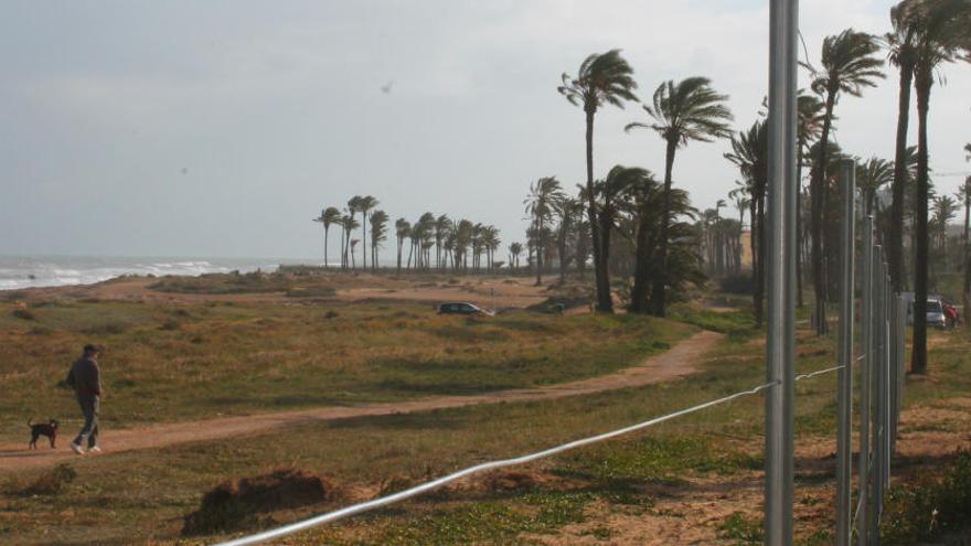 Imagen del palmeral de Ferrís vallada por la propiedad hace unos días