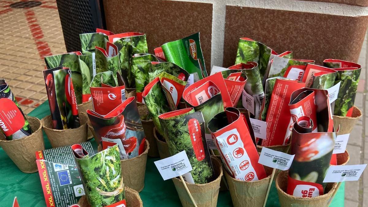 Semilla del vivero de Fundación Personas.
