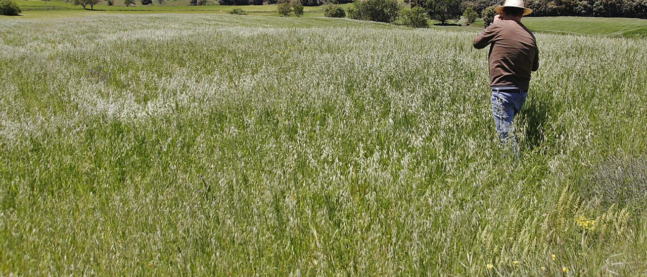 Un agricultor en un campo de cereales situado en las inmediaciones de Alcoy. | JUANI RUZ