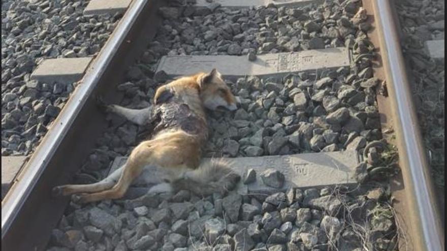 Zorro muerto sobre las vías del metro