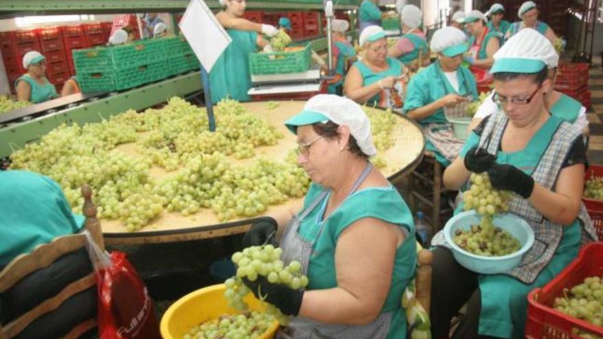 Un almacén de uva de mesa de Aspe en plena producción.