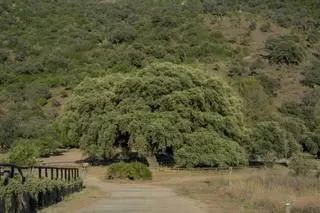 El árbol de más de 400 años que sobrevive al calor en Sevilla es Monumento Natural