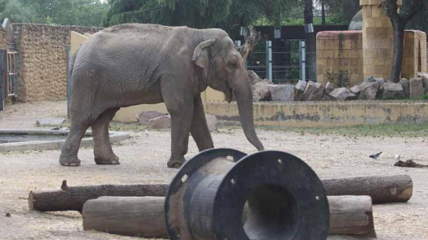 Pacma afirma que intentó llevar a Flavia a un santuario