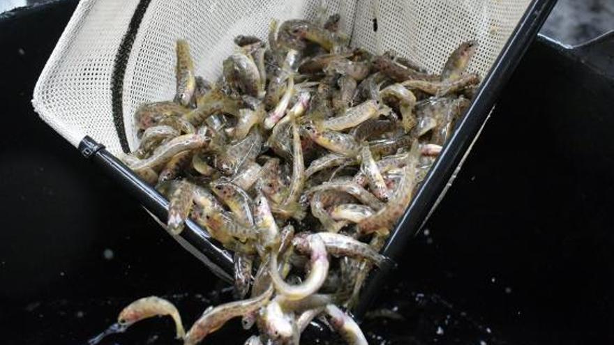 El desafío de “cultivar” peces superresistentes