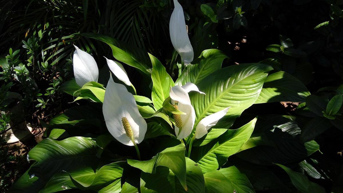 FLOR DE LA PAZ | La mejor planta para purificar el aire de tu hogar de  forma natural