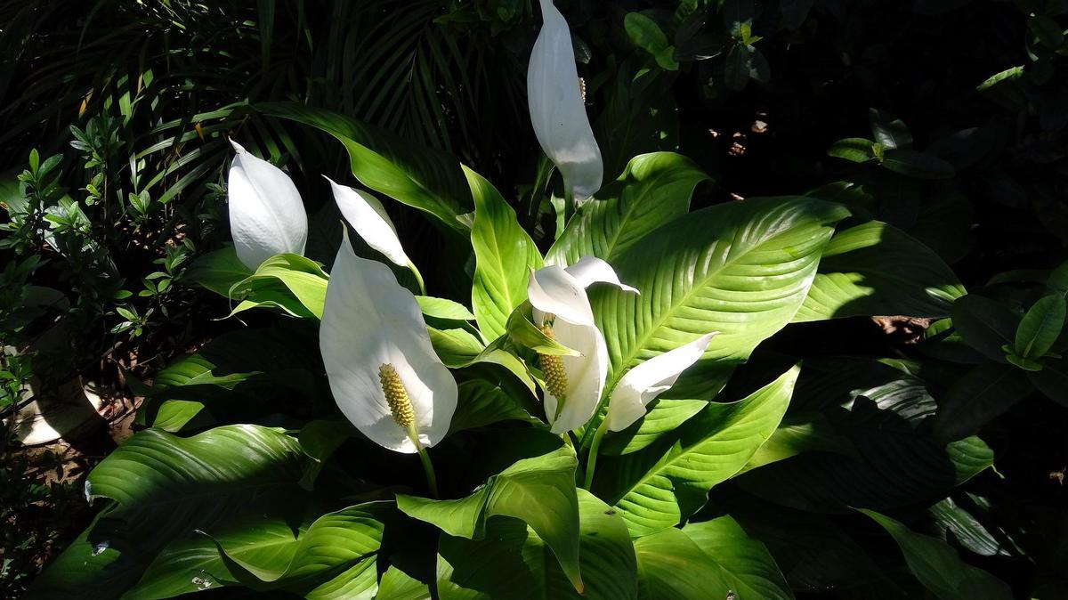 El lirio de la paz tiene unas preciosas flores blancas