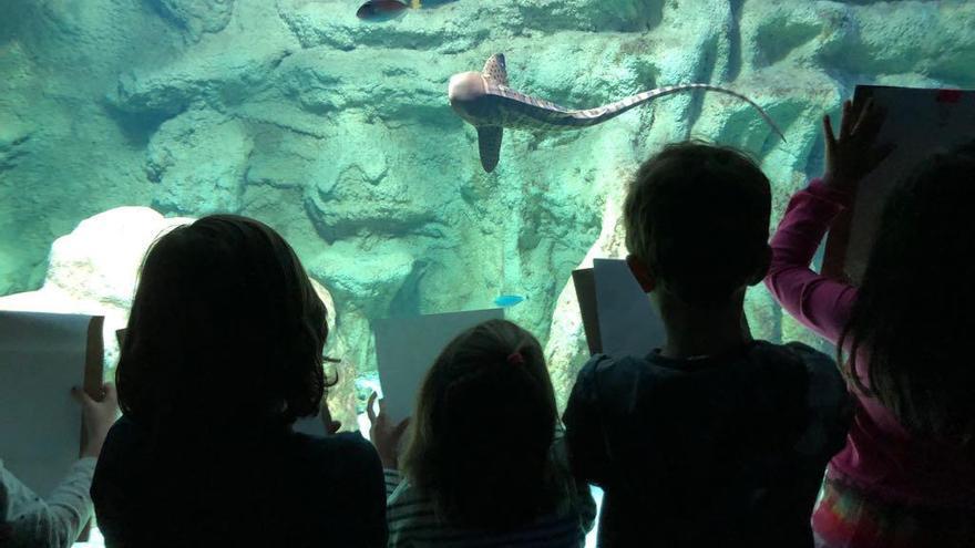 Caballitos y caballetes en el acuario