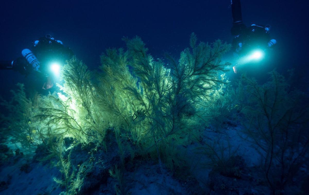 Buceadores del programa internacional Deep Life en el bosque de coral negro de Lanzarote. | | FRANCK GAZZOLA/UNDER THE POLE