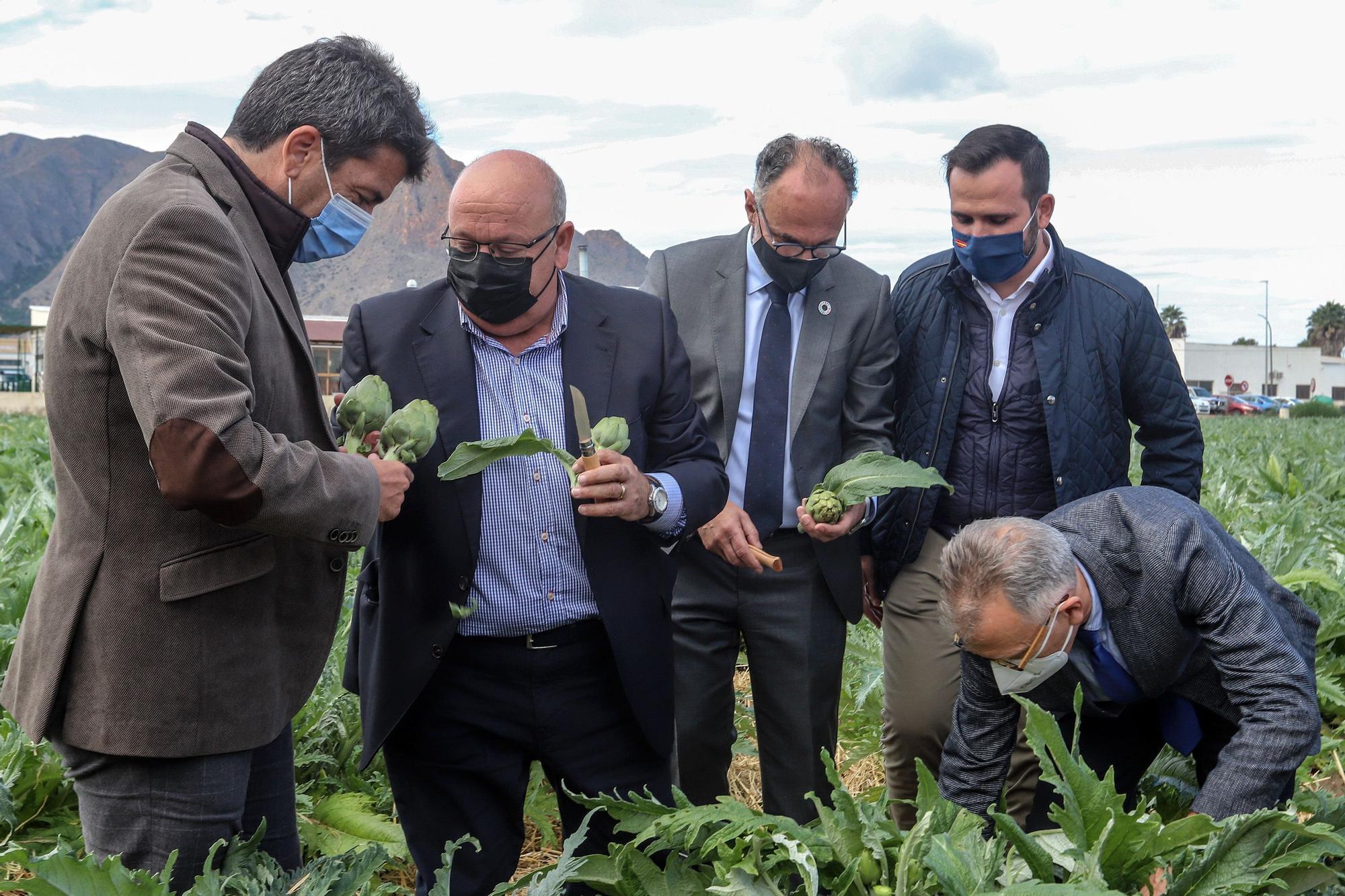 Primer corte simbólico de alcachofa en Callosa de Segura