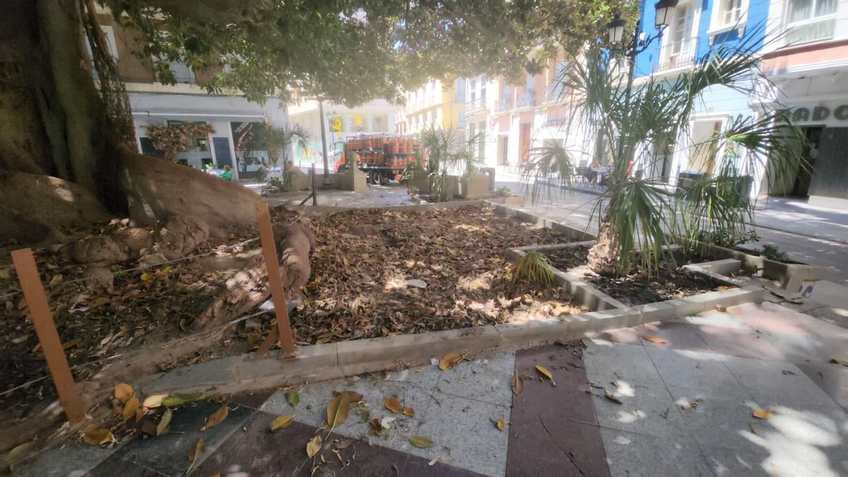 El entorno del ficus de Gabriel Miró, este lunes ya sin la pasarela de madera retirada por su deterioro