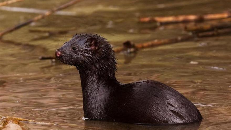 El Vison Europeo Esta Al Borde De La Extincion En Espana Diario Cordoba