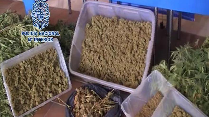 Localizan en Cártama una plantación de marihuana entre limoneros