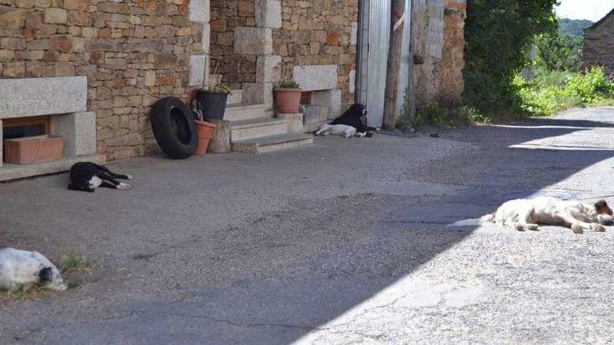 Seis de los perros duermen sueltos en las proximidades de una vivienda de Rabanillo.