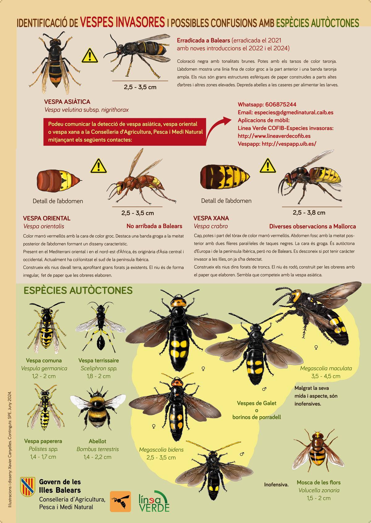 Infografía con los dibujos del ilustrador y entomólogo Xavier Canyelles