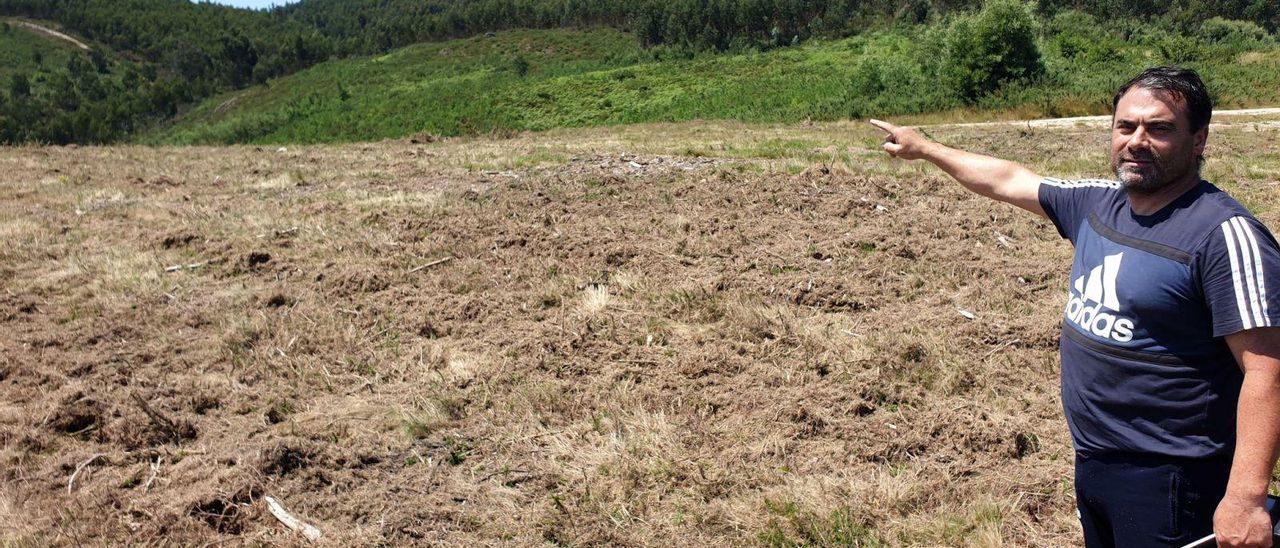 Miguel Míguez muestra el terreno para los pistachos y anacardos, ayer, en los terrenos de la Comunidad de Montes de Amoedo.   // MARTA G. BREA