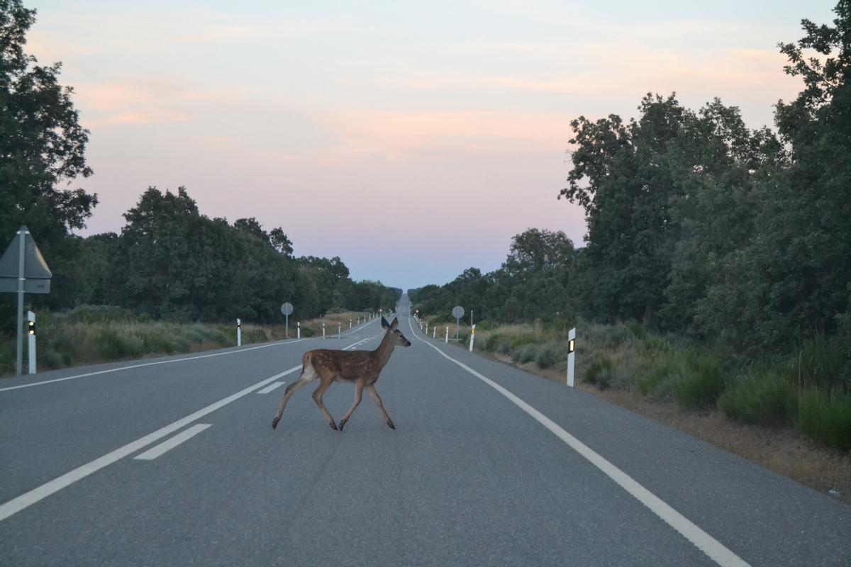 Un ciervo cruza una carretera cerca de Mombuey, en Zamora.