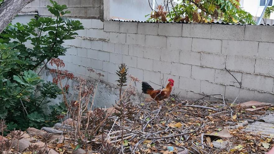 VÍDEO | Así es el gallo que despierta a los vecinos de la calle Manacor a las 5 de la mañana