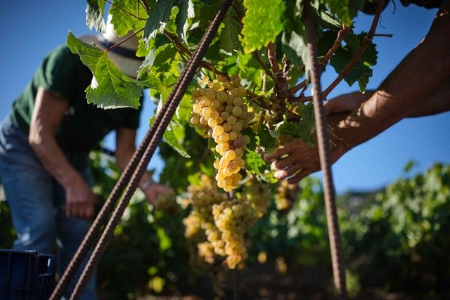 Vendimia en La Orotava, en los terrenos de bodega tajinaste