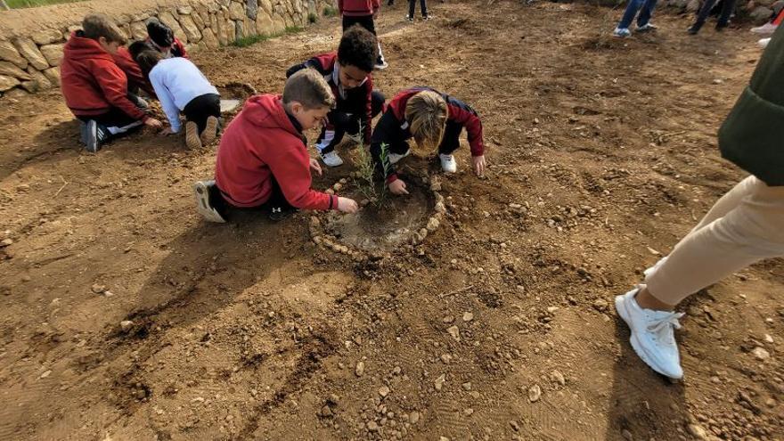 Los escolares de Alaró siembran 20 acebuches con motivo del Día del Árbol