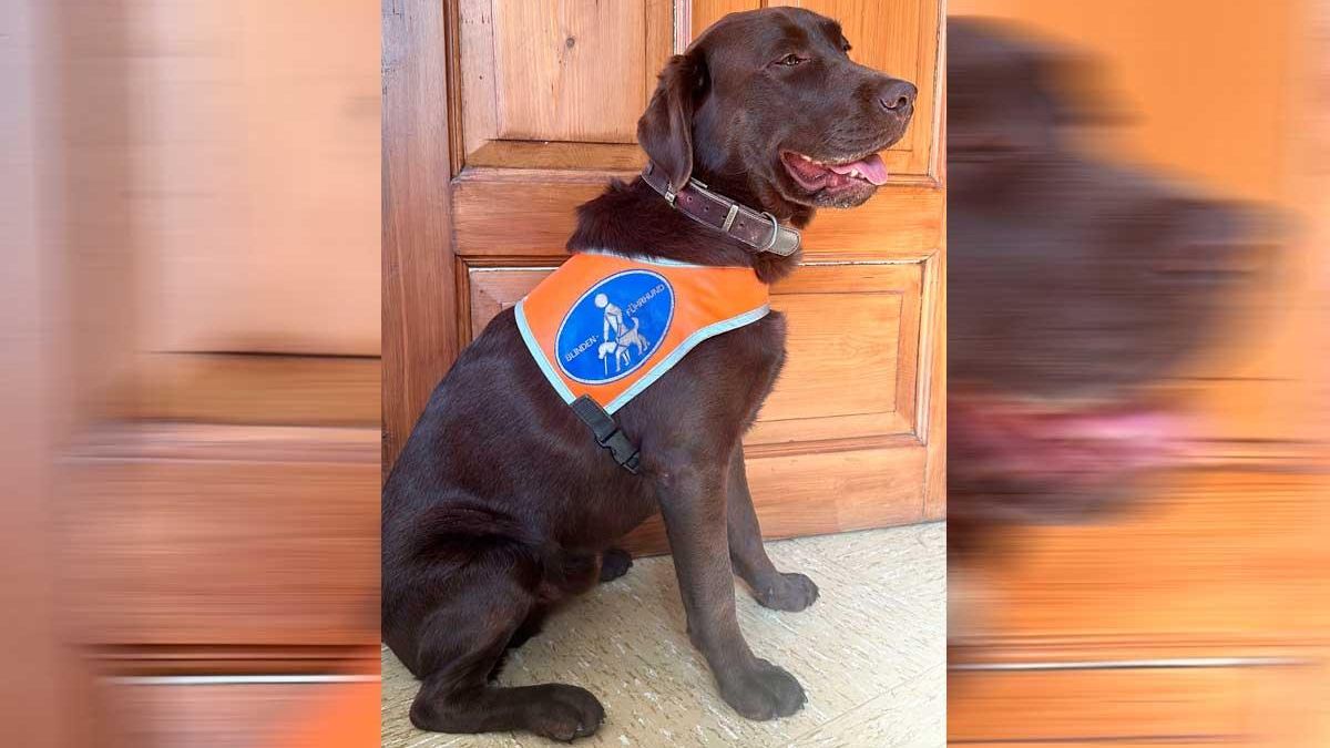 Assistenzhund Cooper sollte aus dem TIB-Bus aussteigen - trotz Ausweiskarte