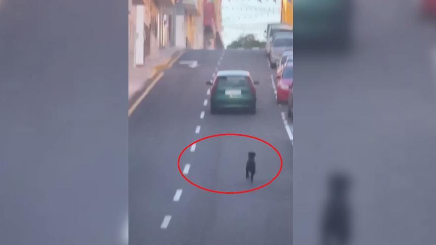 Abandona a un perro en plena calle en Canarias y se da a la fuga