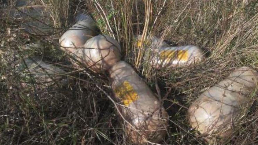 Piezas de carne podridas.