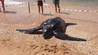 Hallan muerta en la playa de Punta Umbría la especie de tortuga más grande del mundo