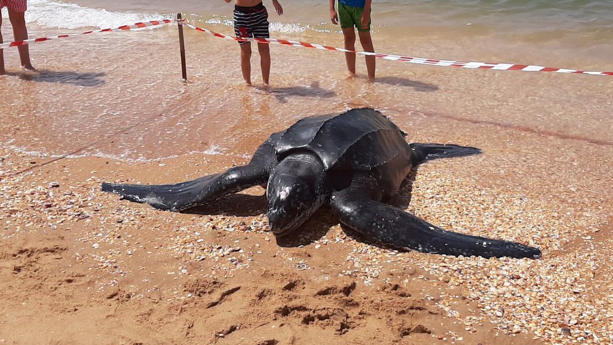 El cadáver de una tortuga laúd, conocida también como baúla.