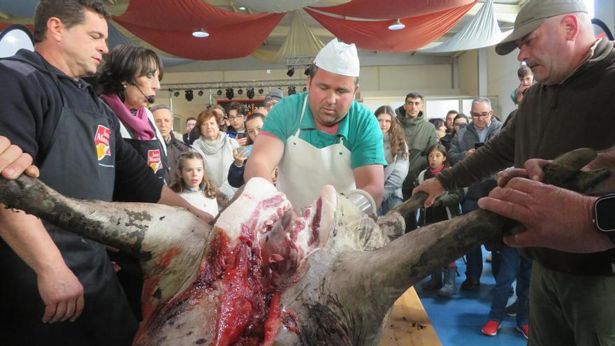 El rito de la matanza tradicional del cerdo ibérico se hace fiesta en Monesterio