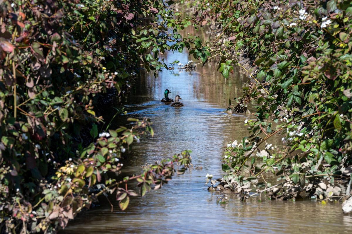 Campos inundados en Pájaro (California) debido al paso de un río atmosférico