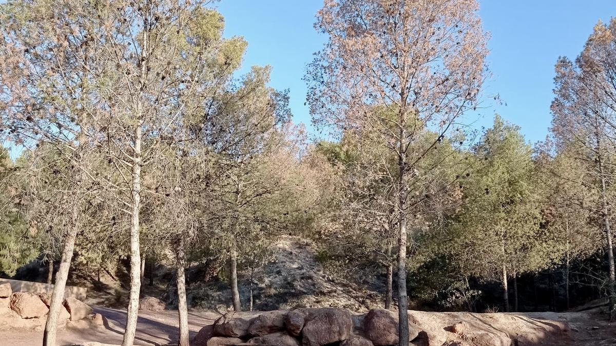 Árboles secos en el parque en cuestión.