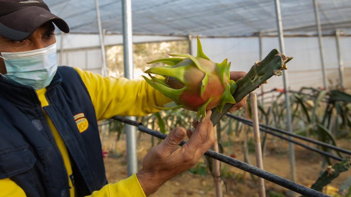 La producción de la exótica fruta del dragón echa raíces en la Vega Baja