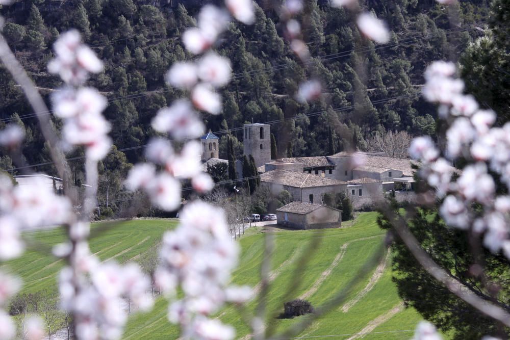 Primavera. Amb l’arribada de la primavera Sant Benet de Bages s’omple de color.