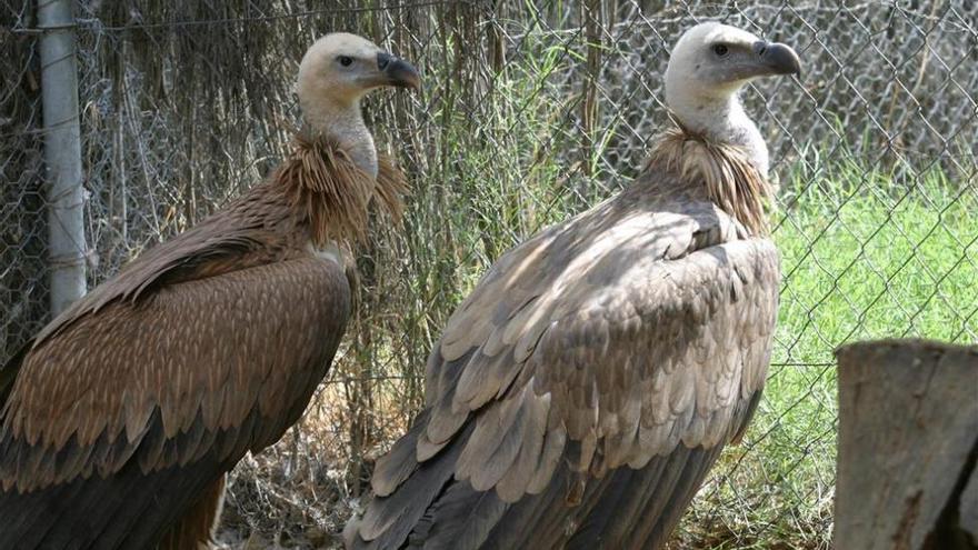 El centro de Los Villares logra recuperar el 57% de los animales recogidos