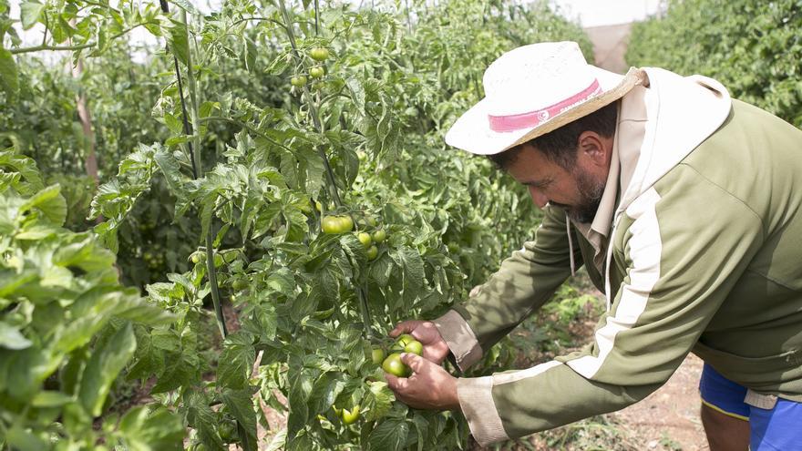 Tomateros canarios y europeos se unen contra el pacto  con Marruecos