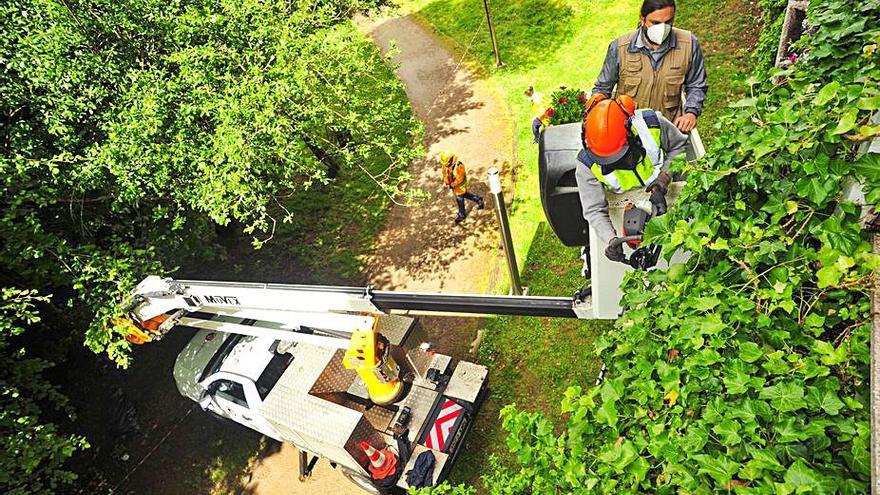 Los alumnos del “Labora Xove” realizan labores de poda en el parque de A Coca