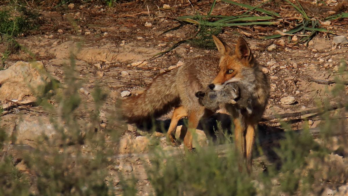 Un zorro en las inmediaciones de la laguna de La Mata