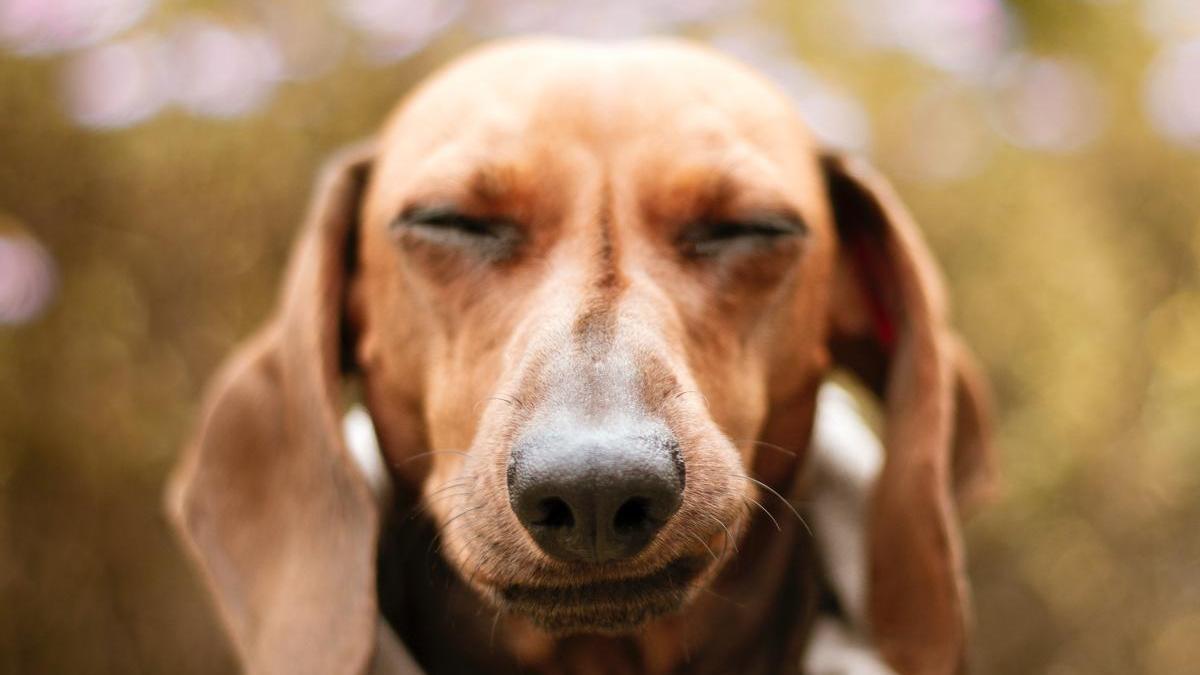 Huella de pata de perro y gato dentro del círculo. El perro de la