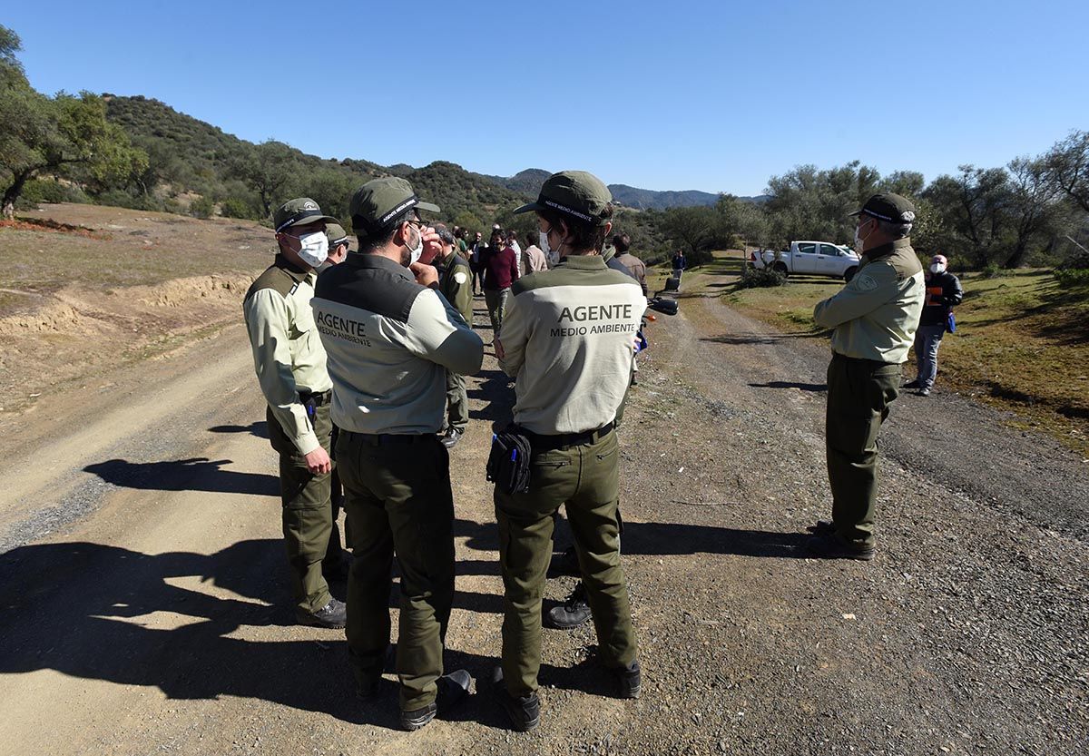 La junta libera una hembra de lince ibérico