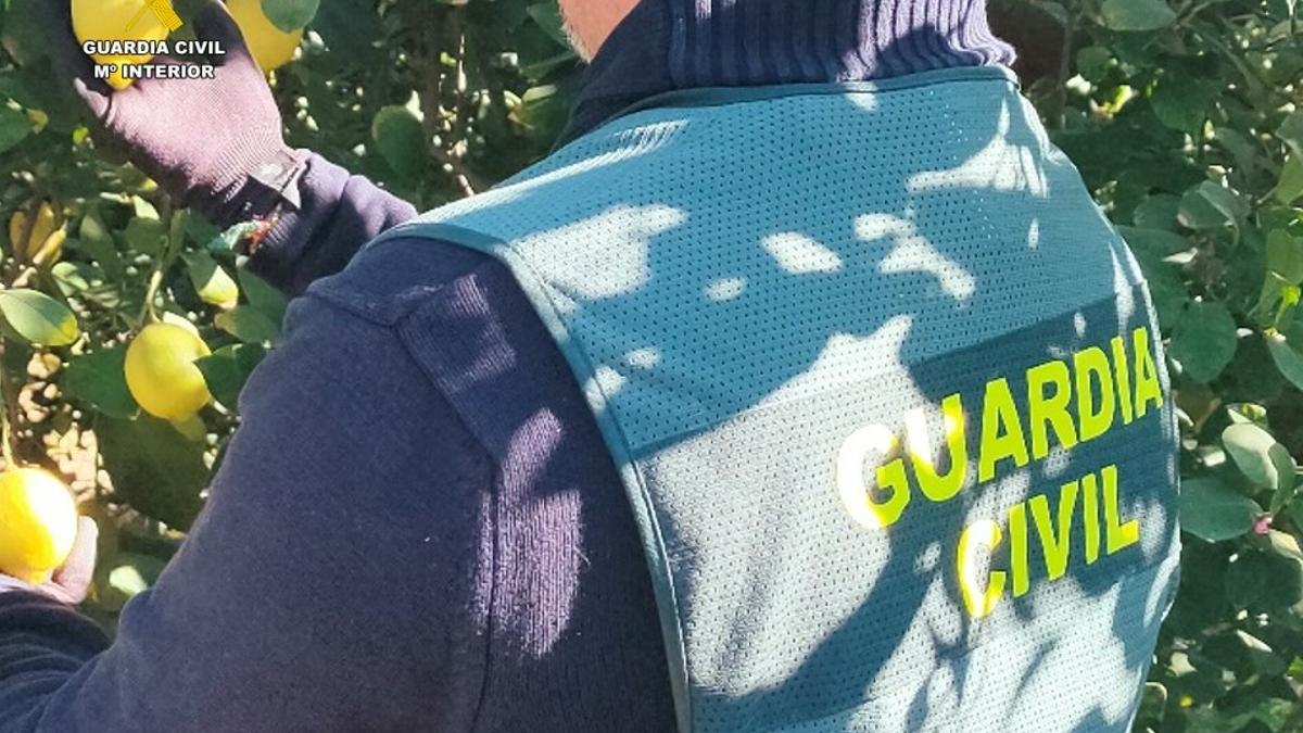 Un guardia civil en una finca de limoneros de la Vega Baja.